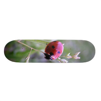 Skateboard Tablero de la mariquita