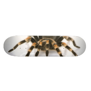 Skateboard Tarantula