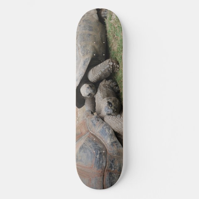 Skateboard tortugas gigantes (Anverso)