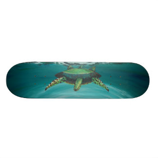 Skateboard Travesía de la tortuga