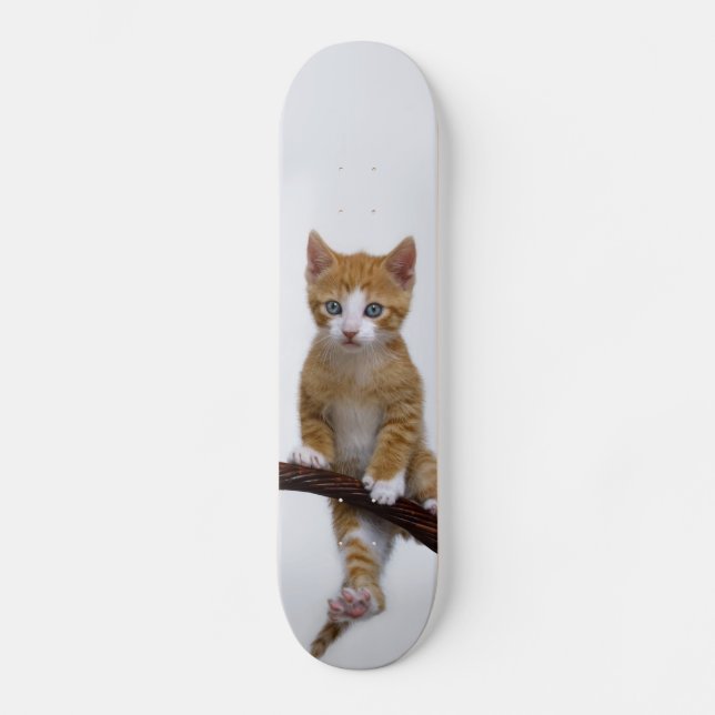 Skateboard Un gato lindo gato gatito gatito gracioso foto de  (Anverso)