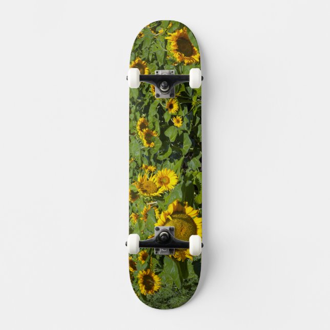 Skateboard WA, Condado de Kittitas, Campo de Girasoles (Anverso)
