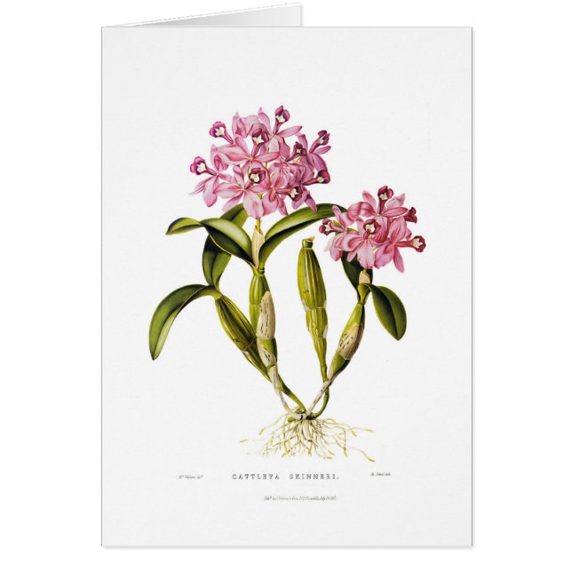 Skinneri de Cattleya (Frente)