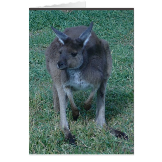 Skippy kangaroo Card (Frente)