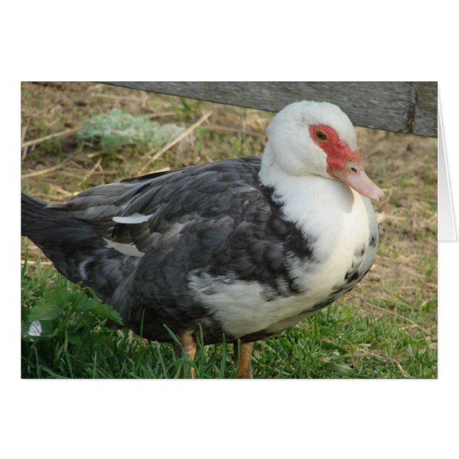 Sky Jr. (Anverso (Horizontal))