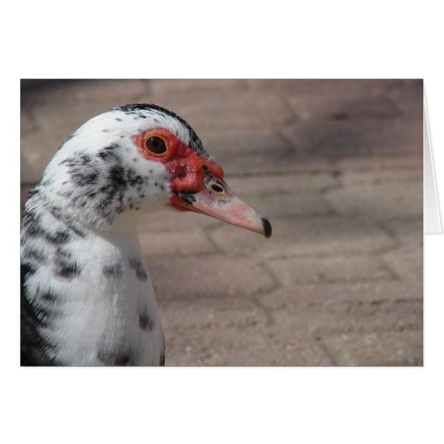 Sky the Muscovy Hen Duck (Anverso (Horizontal))