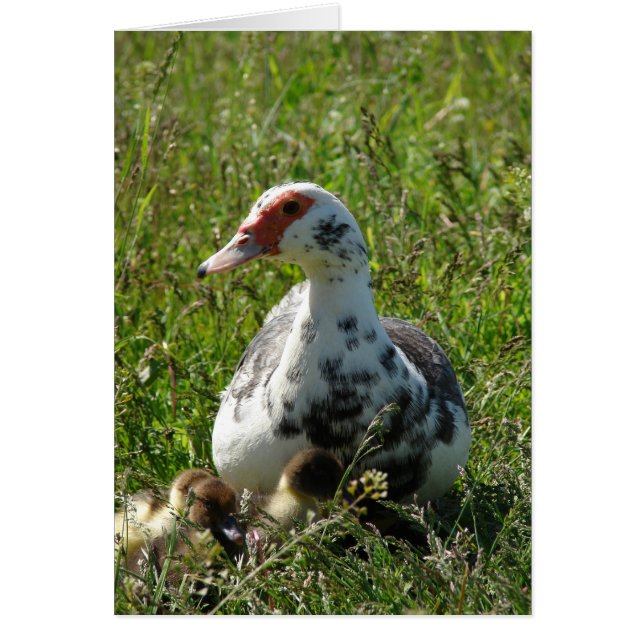 Sky y sus duques (Frente)