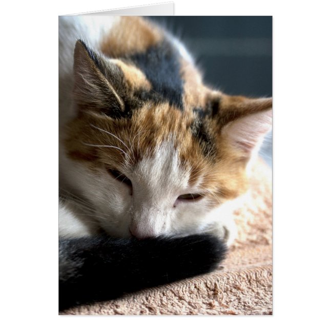 Sleeping Calico (Frente)