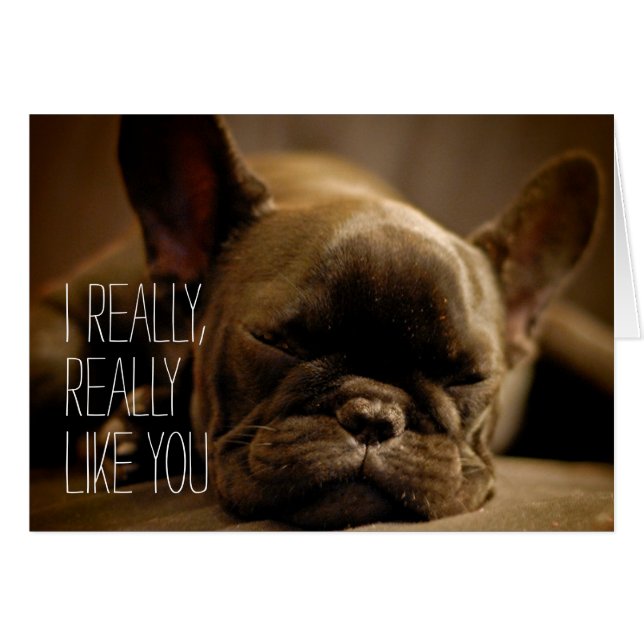 Sleepy Bulldog francés (Anverso (Horizontal))
