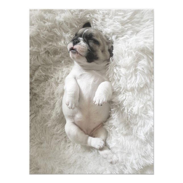 Sleepy Bulldog Puppy | Foto grande (Frente)