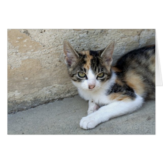 Sleepy Calico Kitten (Anverso (Horizontal))