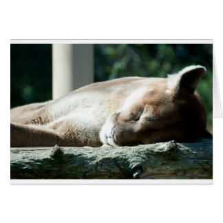 Sleepy Cougar, eres adorable