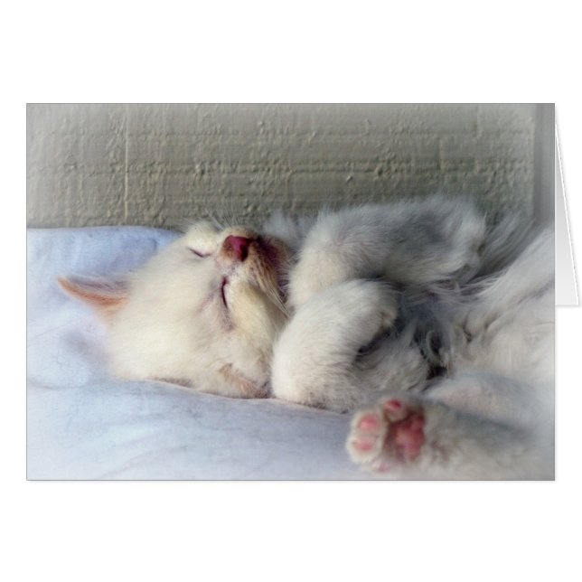 Sleepy Kitten (Anverso (Horizontal))