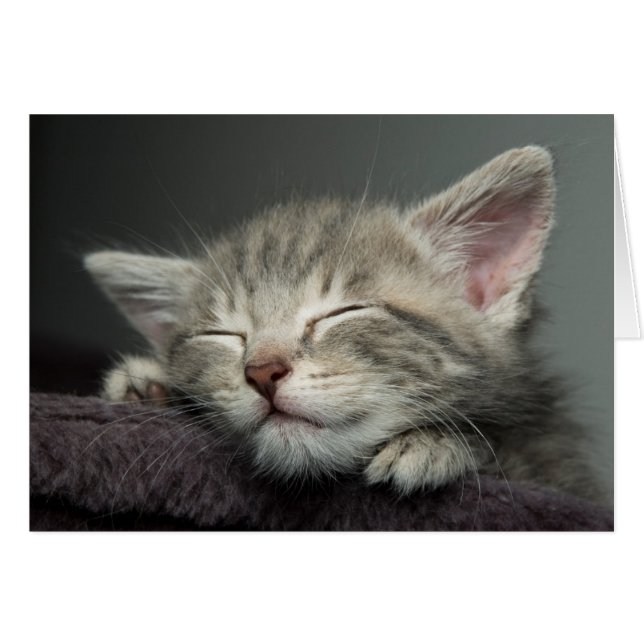 Sleepy Kitten (Anverso (Horizontal))
