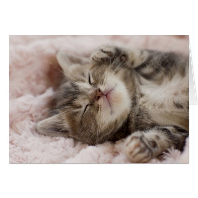 Sleepy Kitten (Anverso (Horizontal))