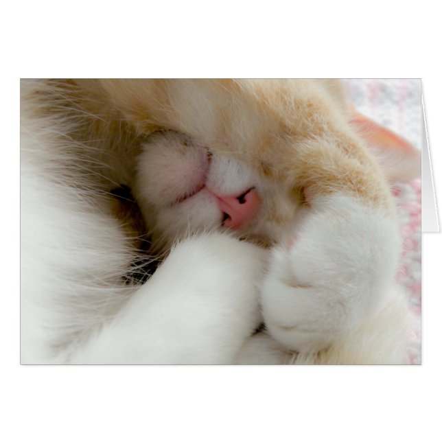 Sleepy Kitty (Anverso (Horizontal))