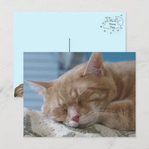 Sleepy Kitty Taz - Postales para gato
