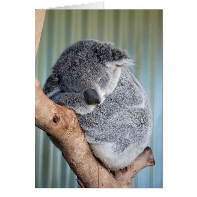 Sleepy Koala (Frente)
