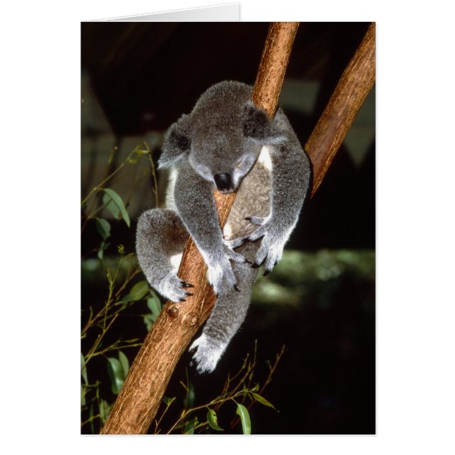 Sleepy Koala (Frente)