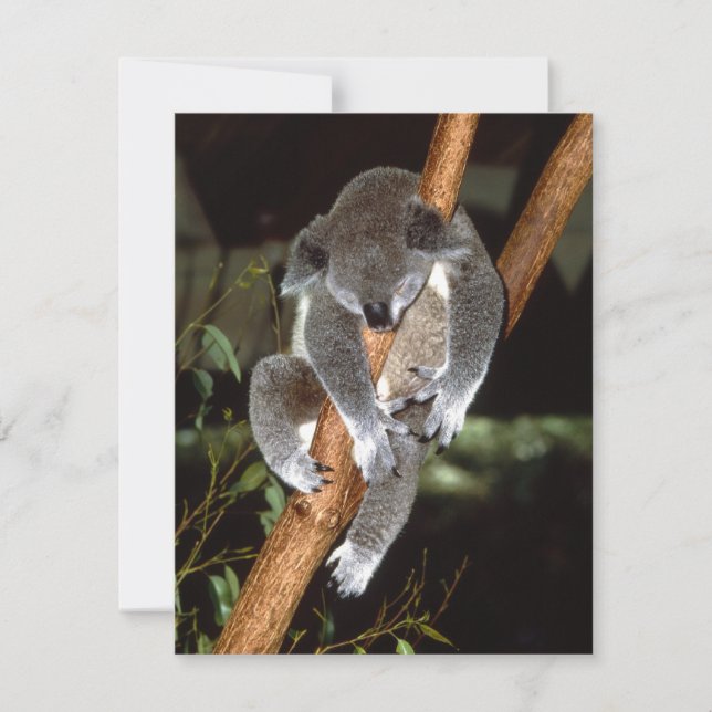 Sleepy Koala (Anverso)