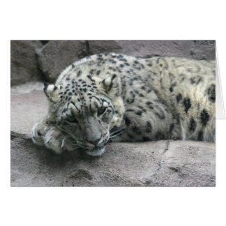 Sleepy Leopard