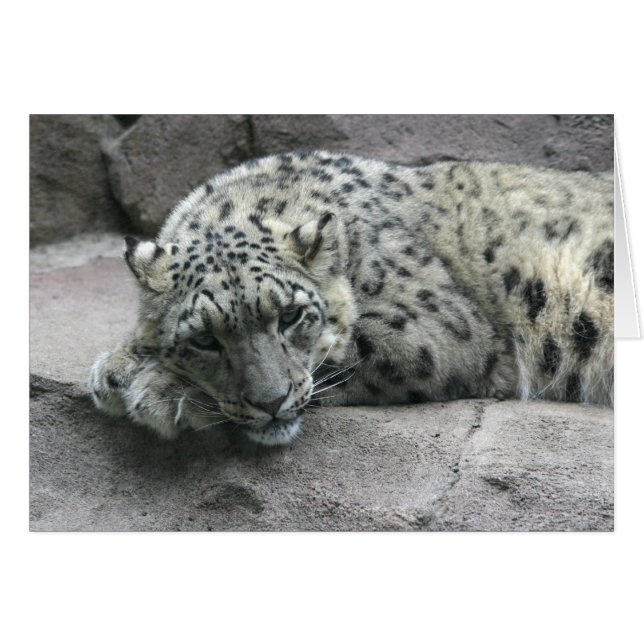 Sleepy Leopard (Anverso (Horizontal))