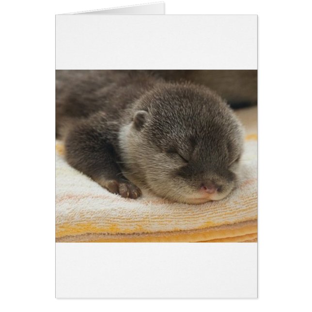 Sleepy Otter (Frente)