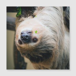 Sloth 001
