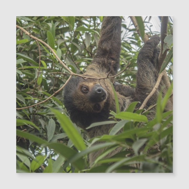 Sloth_20171103_by_JAMFoto (Anverso)