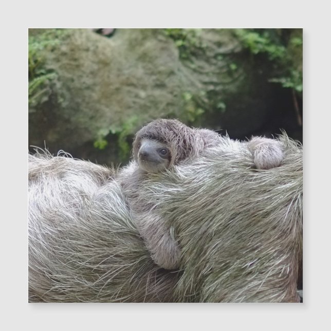 Sloth_20171104_by_JAMFoto (Anverso)