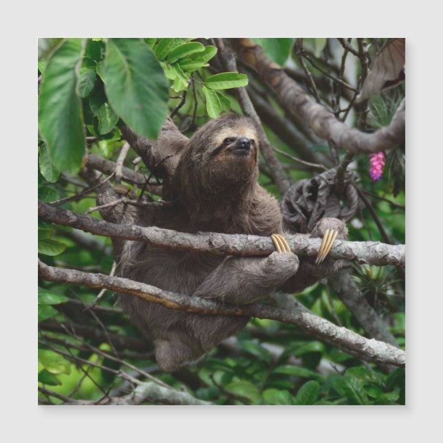 Sloth_20171106_by_JAMFoto (Anverso)