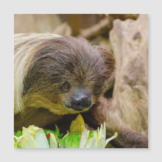 Sloth_20171107_by_JAMFoto (Anverso)