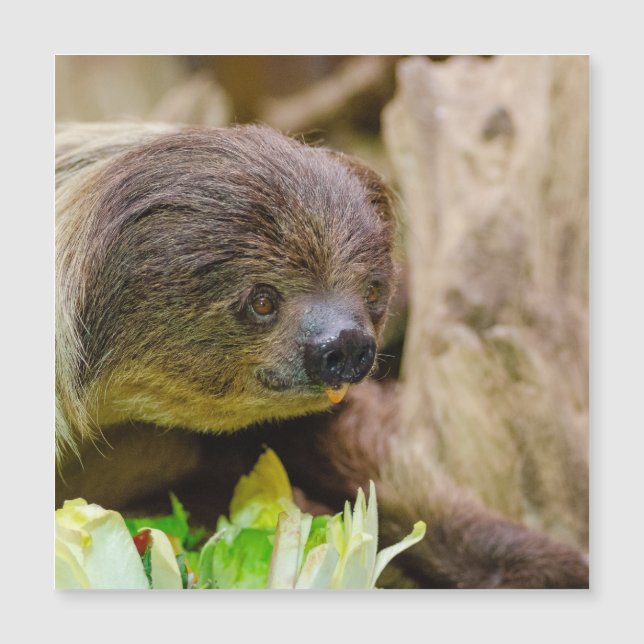 Sloth_20171108_by_JAMFoto (Anverso)