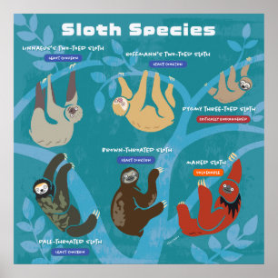 Sloth Species Poster de arte