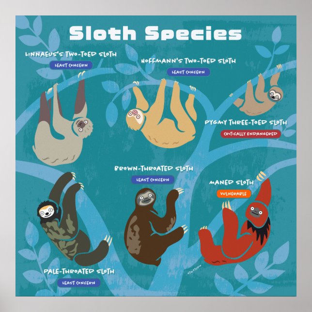Sloth Species Poster de arte (Frente)