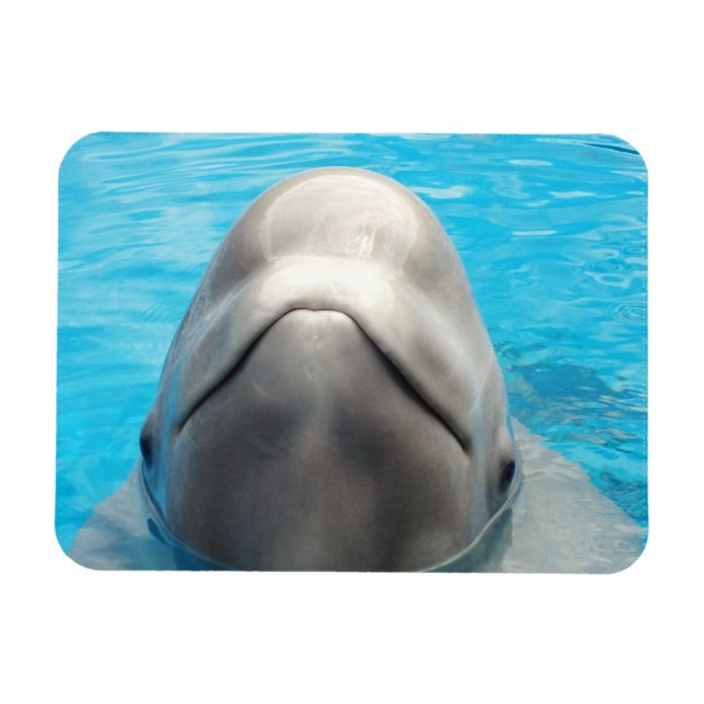 Smug Beluga Imán flexible de ballenas (Horizontal)