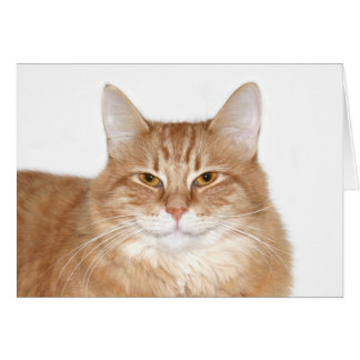 Smug smith cat