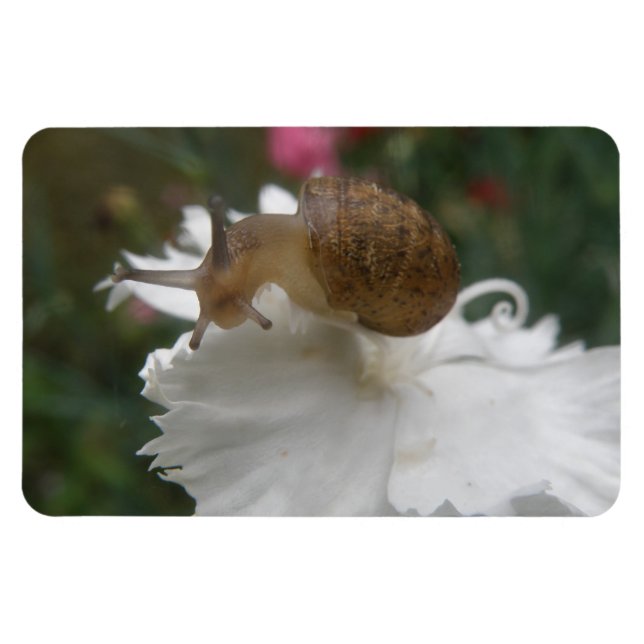 Snack de jardín y imán Premium Carnation White (Horizontal)