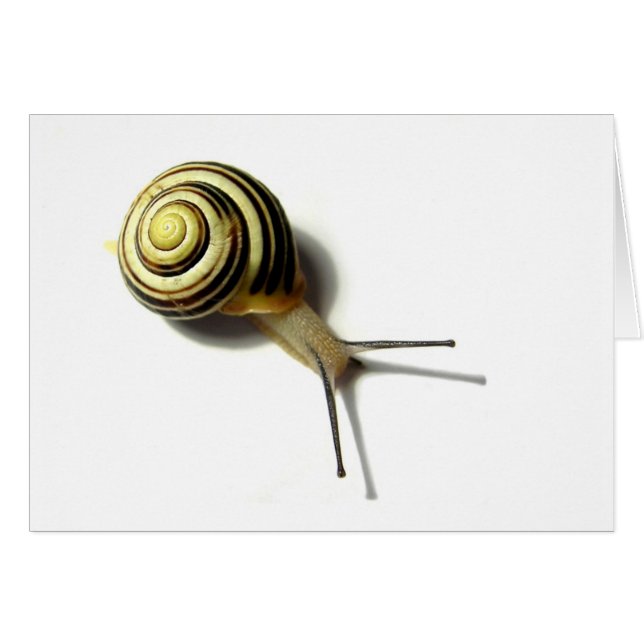 SNAIL DE JUNGLEWALK.COM (Anverso (Horizontal))