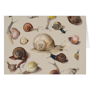 Snail Garden Mascota Gastropod Slug Caracoles botá