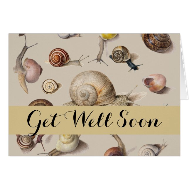 Snail Garden Mascota Gastropod Slug Caracoles botá (Anverso (Horizontal))