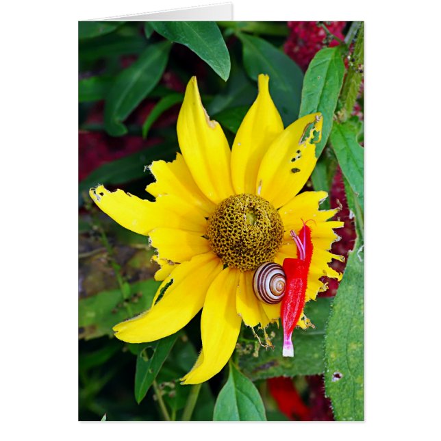 Snail y Blossom (Frente)