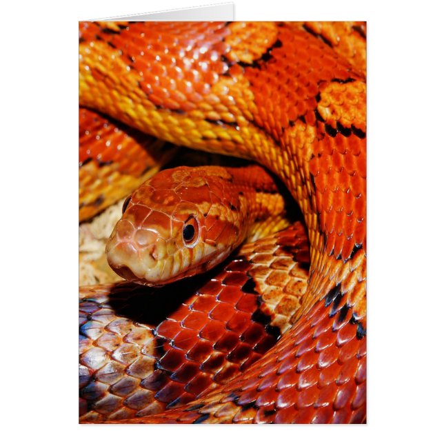 Snake de alfombras (Frente)