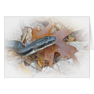 Snake de rata negra - Elaphe obsoleta obsoleta Gre