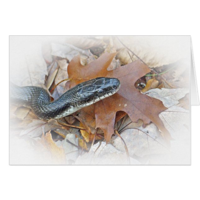 Snake de rata negra - Elaphe obsoleta obsoleta Gre (Anverso (Horizontal))