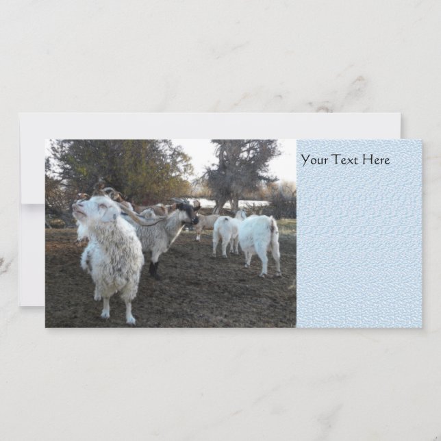 Sneezy Goat (Anverso)