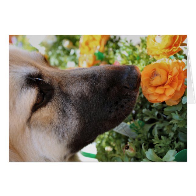 Sniff (Anverso (Horizontal))