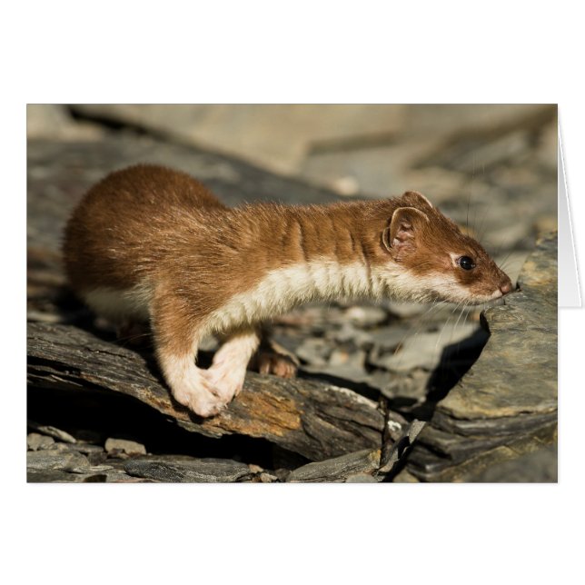 Sniffing Weasel (Anverso (Horizontal))