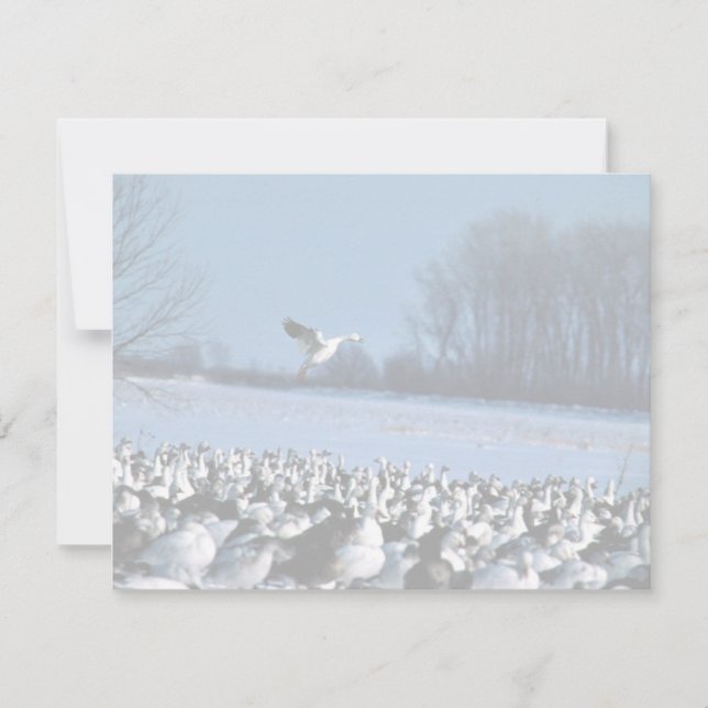 Snow Geese (Anverso)