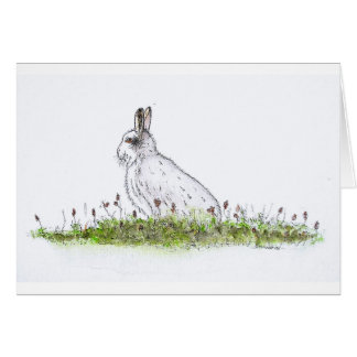 Snow Hare